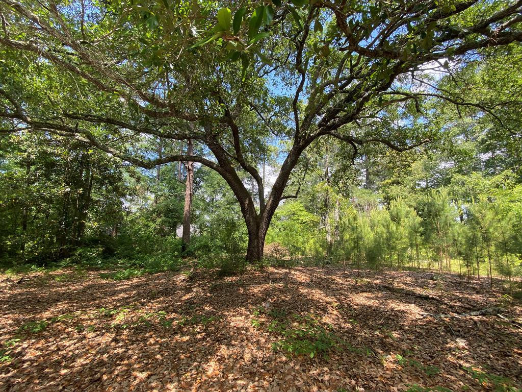Lot B-1 Dibble Rd S West Warrenville, SC 29851 - Photo 1 of 2