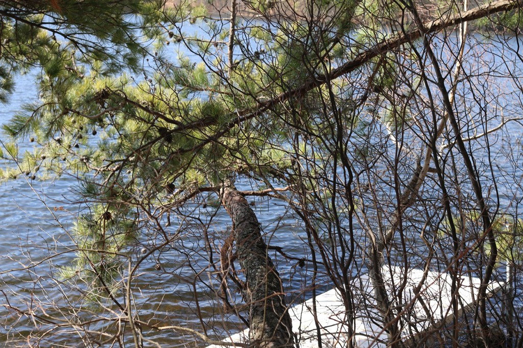 63 Edgewood Road Wayland, MA 01778 - Photo 3 of 29 Gallery Image 3