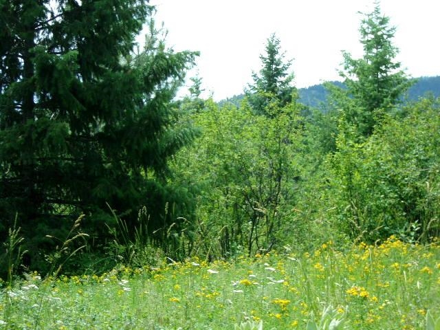 Xoxx Hoag Road Chewelah, WA 99109 - Photo 12 of 27 Gallery Image 12
