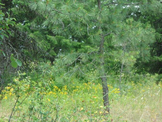 Xoxx Hoag Road Chewelah, WA 99109 - Photo 14 of 27 Gallery Image 14