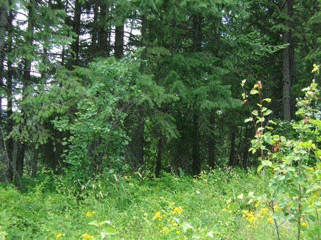 Xoxx Hoag Road Chewelah, WA 99109 - Photo 16 of 27 Gallery Image 16