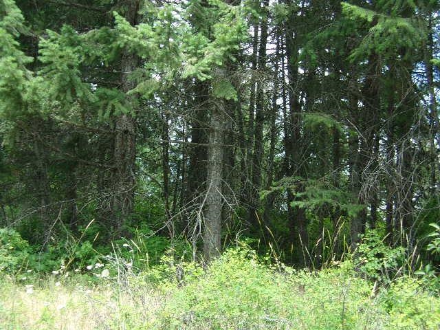 Xoxx Hoag Road Chewelah, WA 99109 - Photo 17 of 27 Gallery Image 17