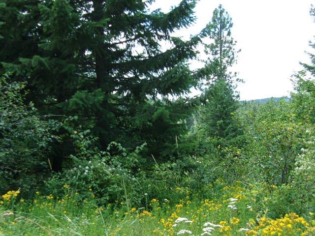 Xoxx Hoag Road Chewelah, WA 99109 - Photo 18 of 27 Gallery Image 18