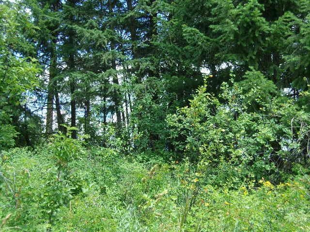 Xoxx Hoag Road Chewelah, WA 99109 - Photo 19 of 27 Gallery Image 19
