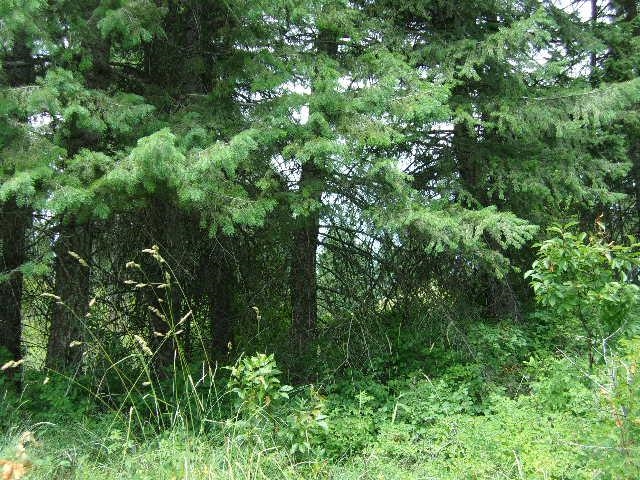 Xoxx Hoag Road Chewelah, WA 99109 - Photo 20 of 27 Gallery Image 20