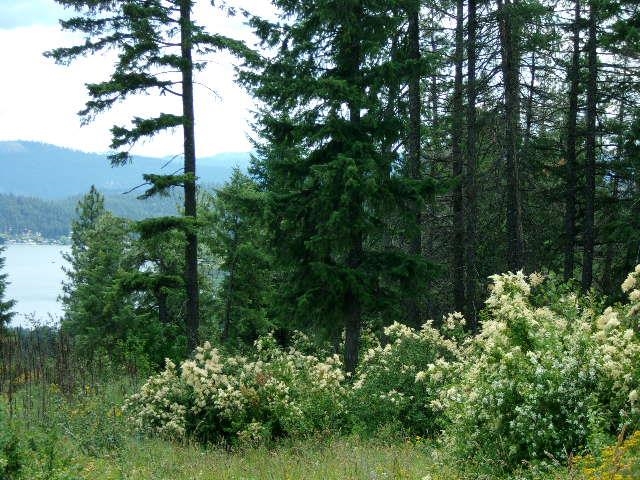 Xoxx Hoag Road Chewelah, WA 99109 - Photo 4 of 27 Gallery Image 4