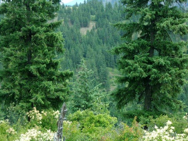 Xoxx Hoag Road Chewelah, WA 99109 - Photo 10 of 27 Gallery Image 10
