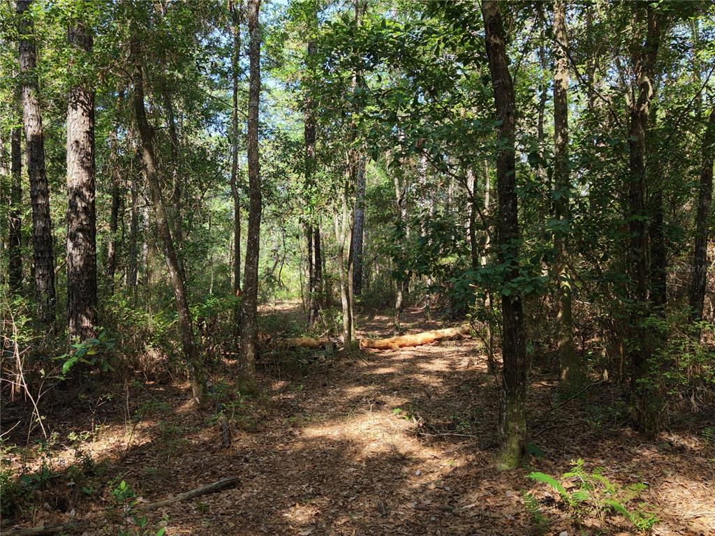 375 Buck Springs Road Palatka, FL 32177 - Photo 43 of 78 Gallery Image 43