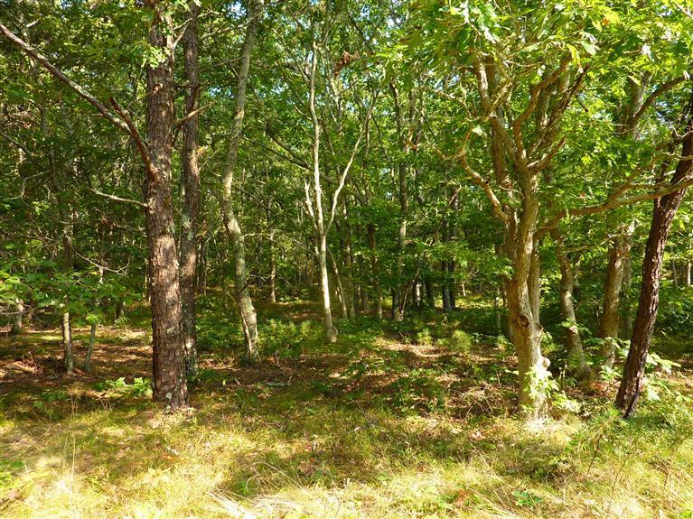 5 Lucy Vincent Road Chilmark, MA 02535 - Photo 6 of 17 Additional Photo