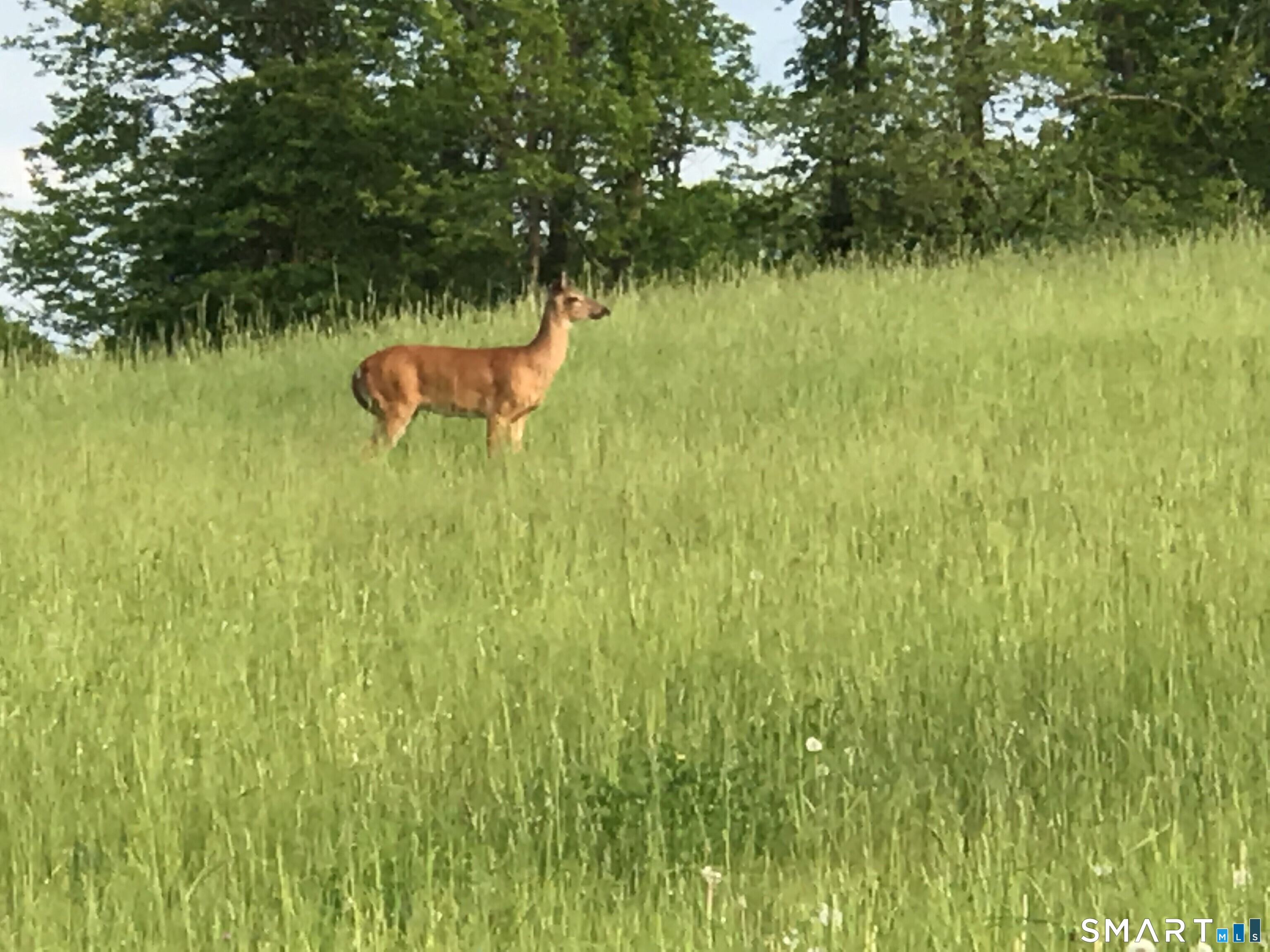 592 Ference Road Ashford, CT 06278 - Photo 31 of 33 Deer in the field