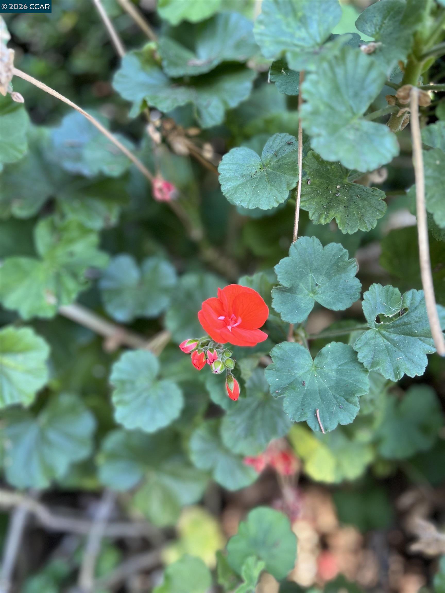 1312 Canyon Side Avenue San Ramon, CA 94582 - Photo 38 of 41 a view of a flower