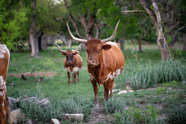 $2,600,000 | 281 North U.S. Highway 281, Lampasas, TX 76550