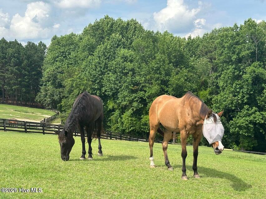 115 Rachels Point Road West End, NC 27376 - Photo 120 of 123 View of Horses in Paddocks at EC