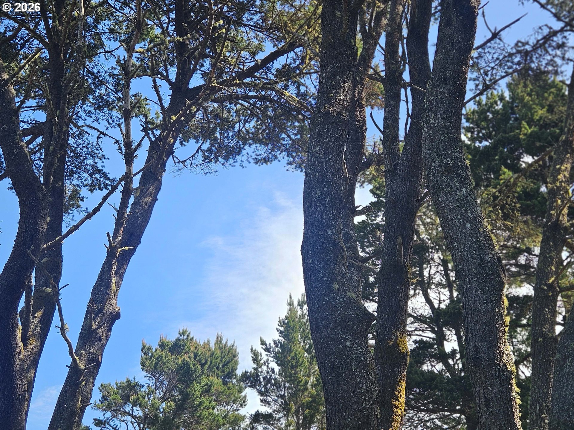 1600 Rhododendron Drive, Unit 214 Florence, OR 97439 - Photo 29 of 38 a picture of tree