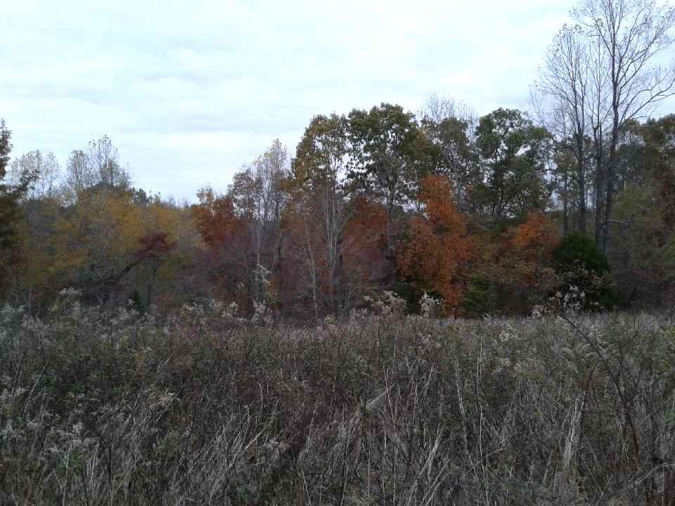 855 Rose Hill Road Pulaski, TN 38478 - Photo 5 of 18