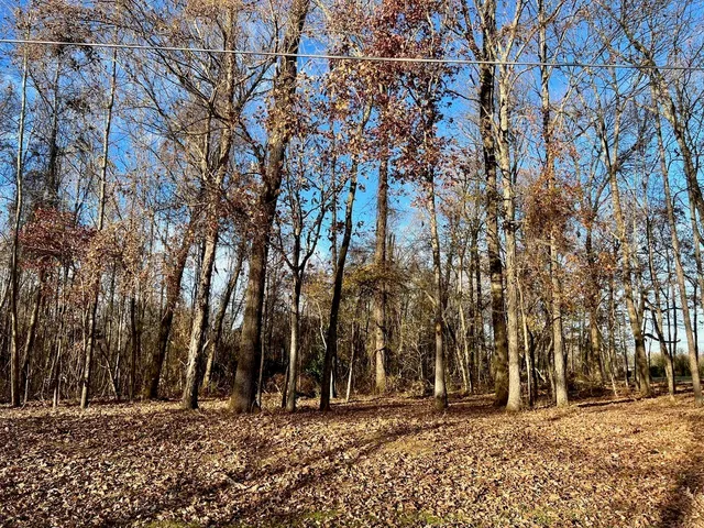 a street view with large trees