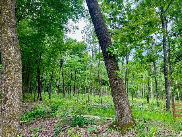 a view of a lush green forest