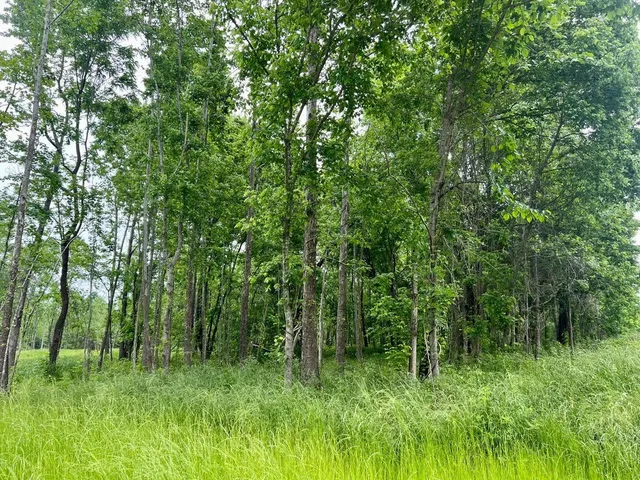 a view of a lush green space