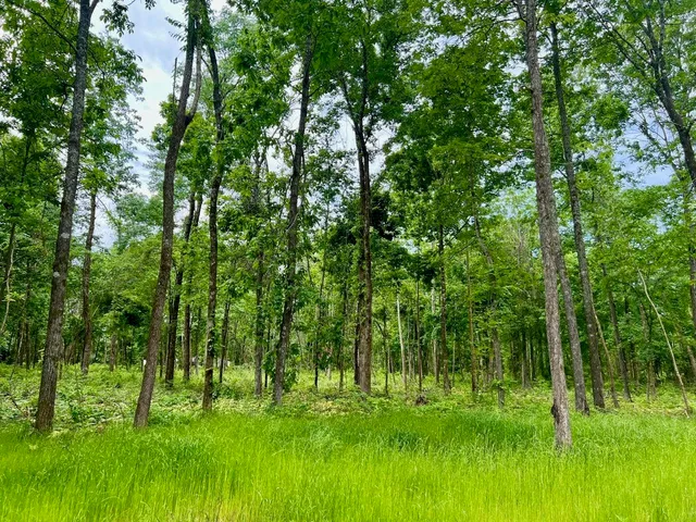 a backyard of a house with lots of green space