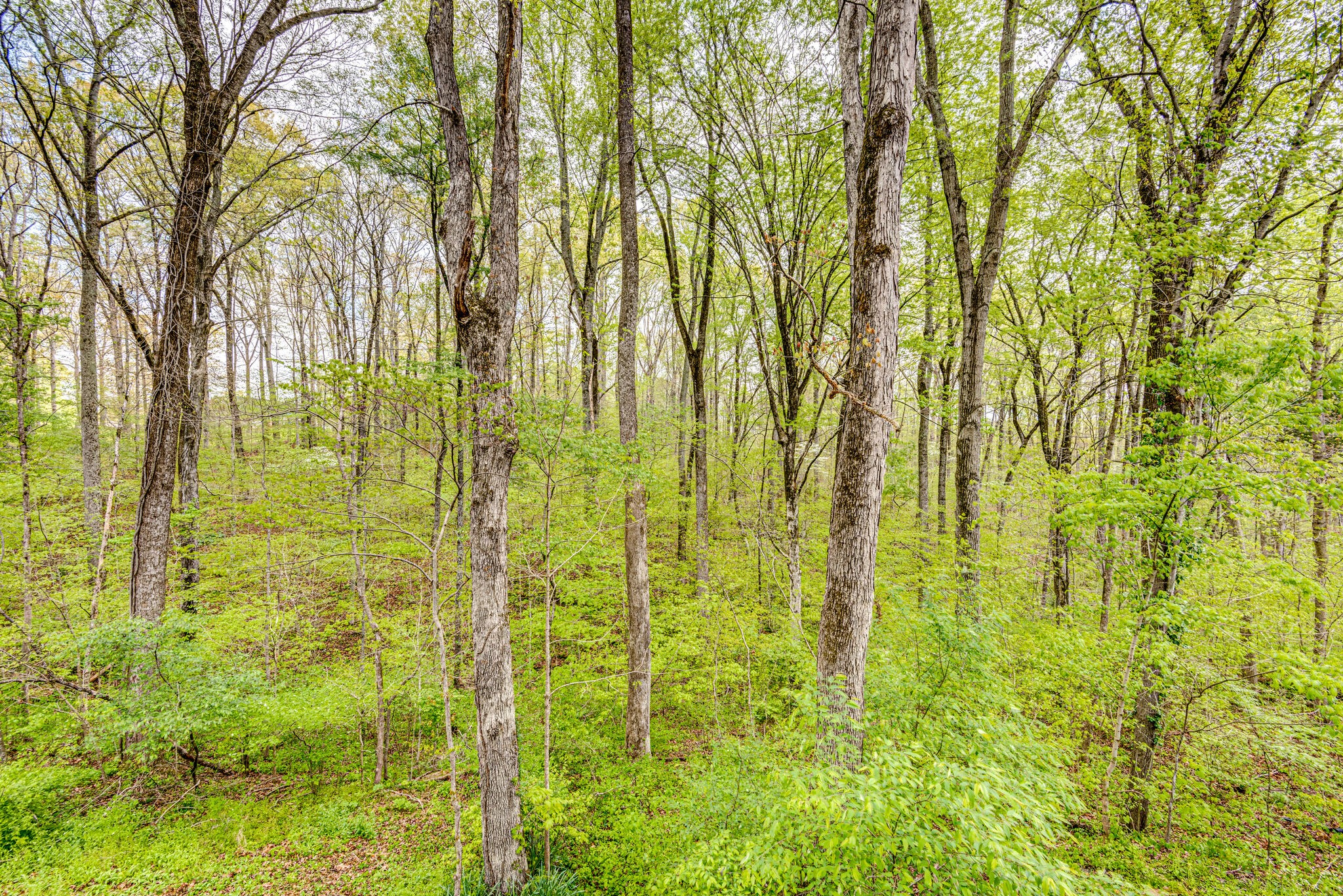 215 Brown Owl Road Fairview, TN 37062 - Photo 22 of 25