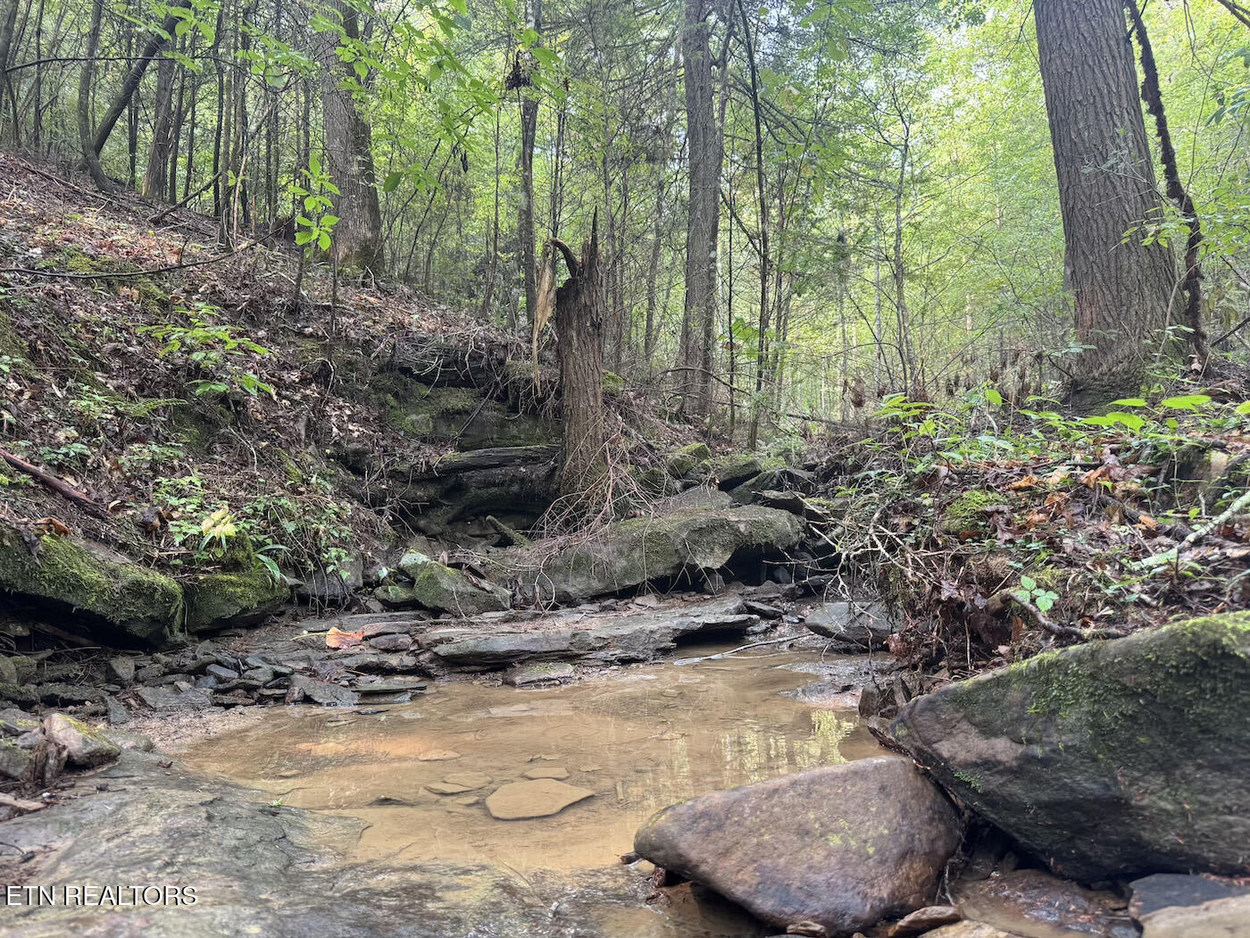 0 Sheep Ranch Road Robbins, TN 37852 - Photo 11 of 36 321.2_11 copy