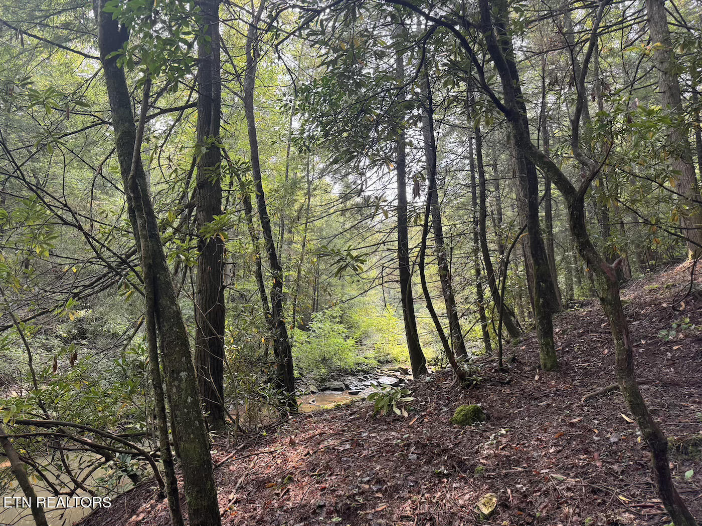 0 Sheep Ranch Road Robbins, TN 37852 - Photo 12 of 36 321.2_12 copy