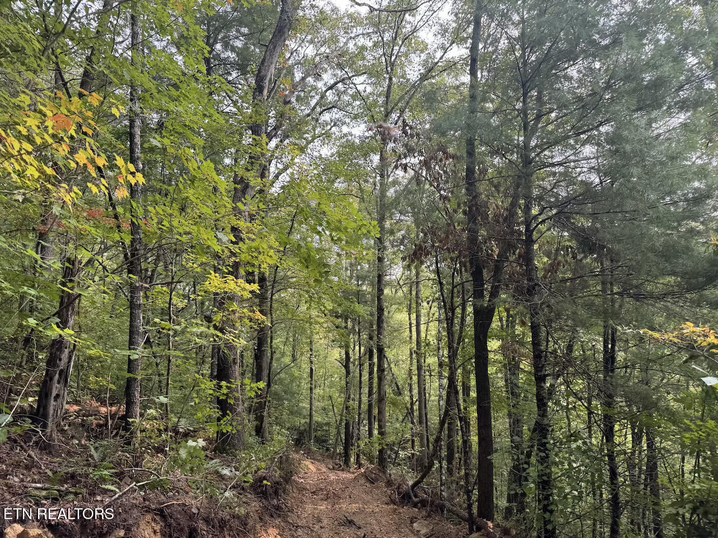 0 Sheep Ranch Road Robbins, TN 37852 - Photo 13 of 36 321.2_13 copy