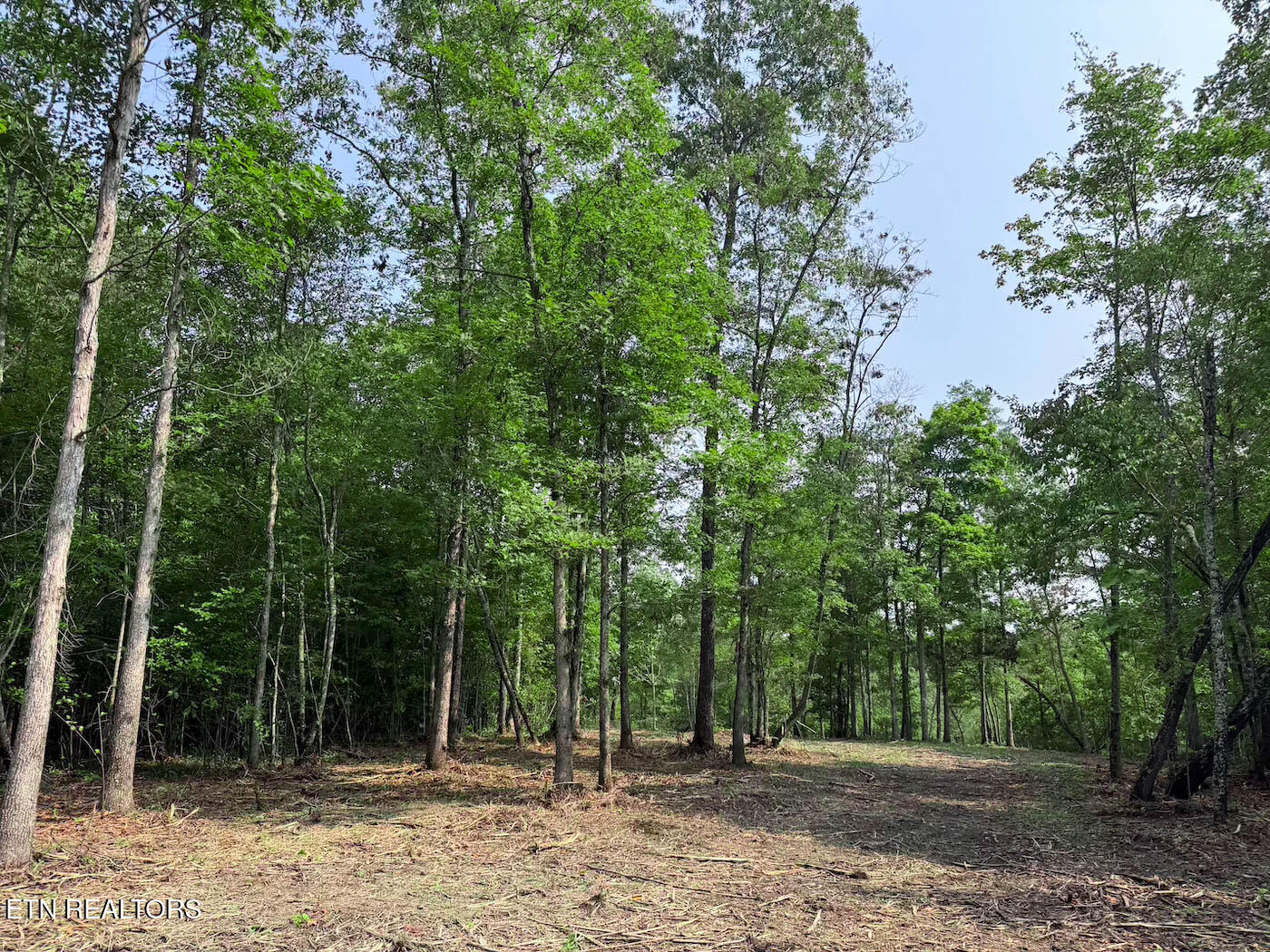 0 Sheep Ranch Road Robbins, TN 37852 - Photo 14 of 36 321.2_14