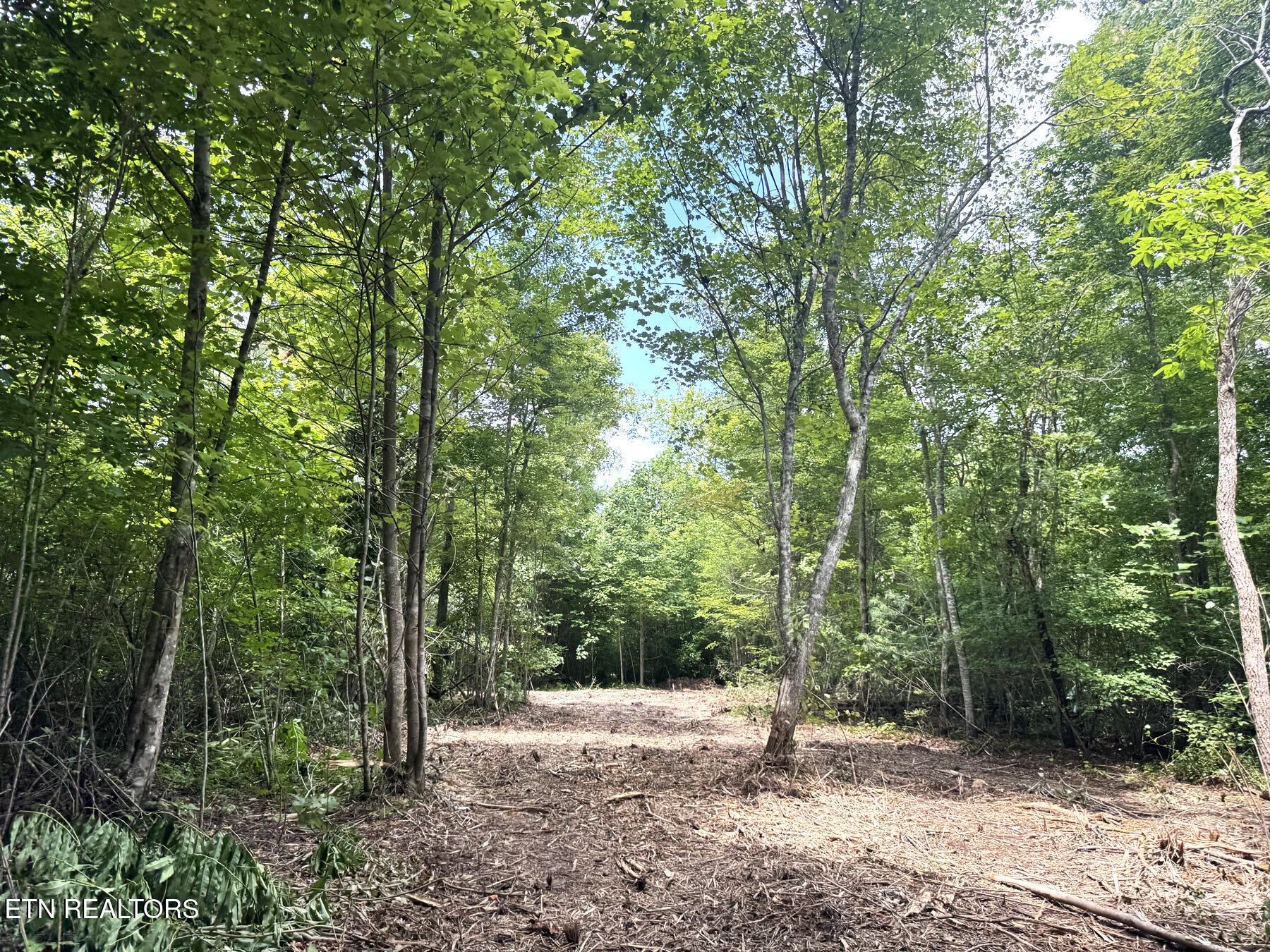 0 Sheep Ranch Road Robbins, TN 37852 - Photo 8 of 36 321.2_8