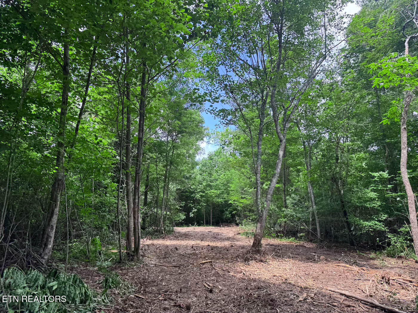 0 Sheep Ranch Road Robbins, TN 37852 - Photo 9 of 36 321.2_9