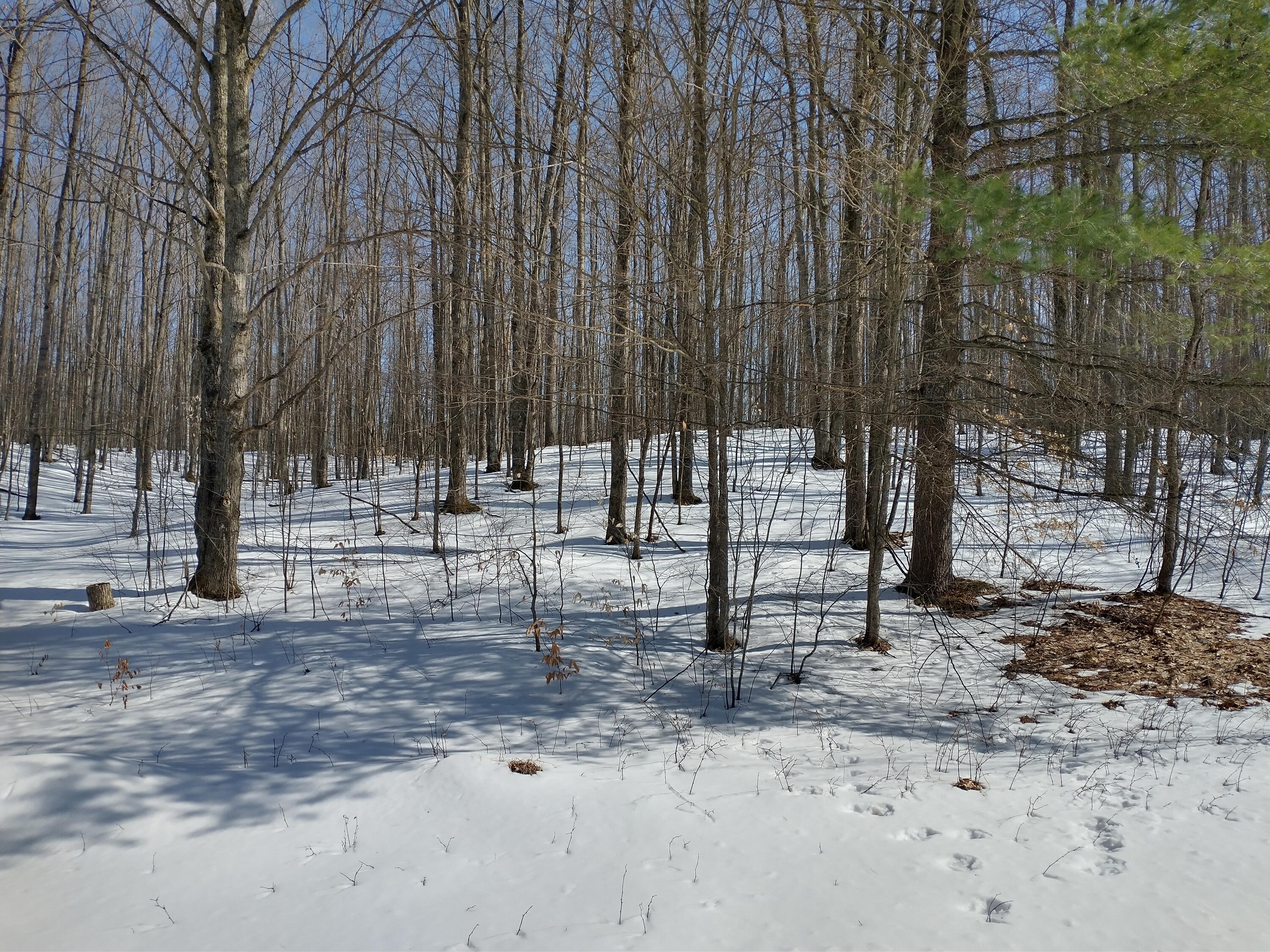 Maxam Road Frederic, MI 49733 - Photo 2 of 9 Gallery Image 2