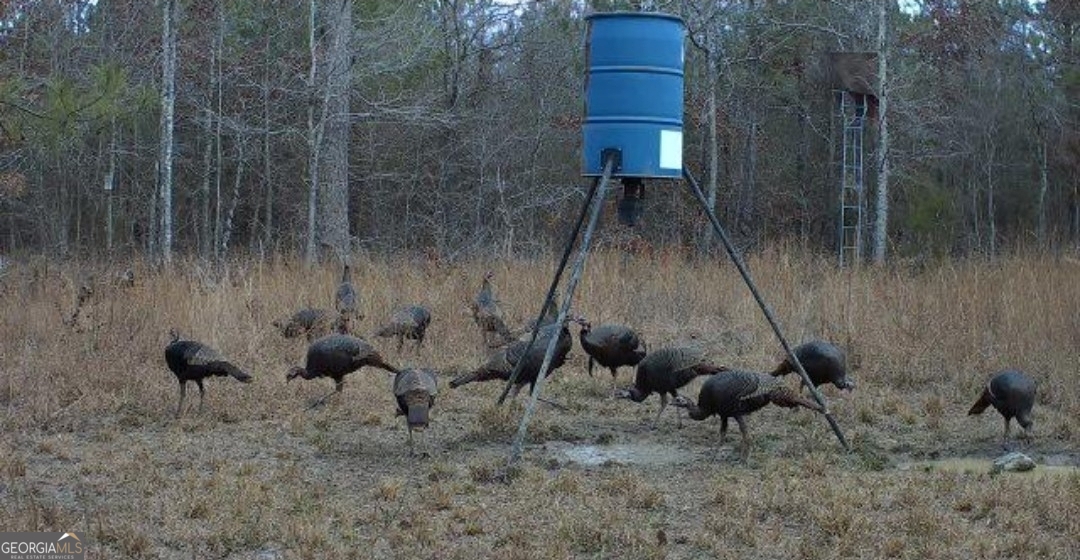 46 Owens Dairy Road Summerville, GA 30747 - Photo 20 of 20 a view of outdoor space