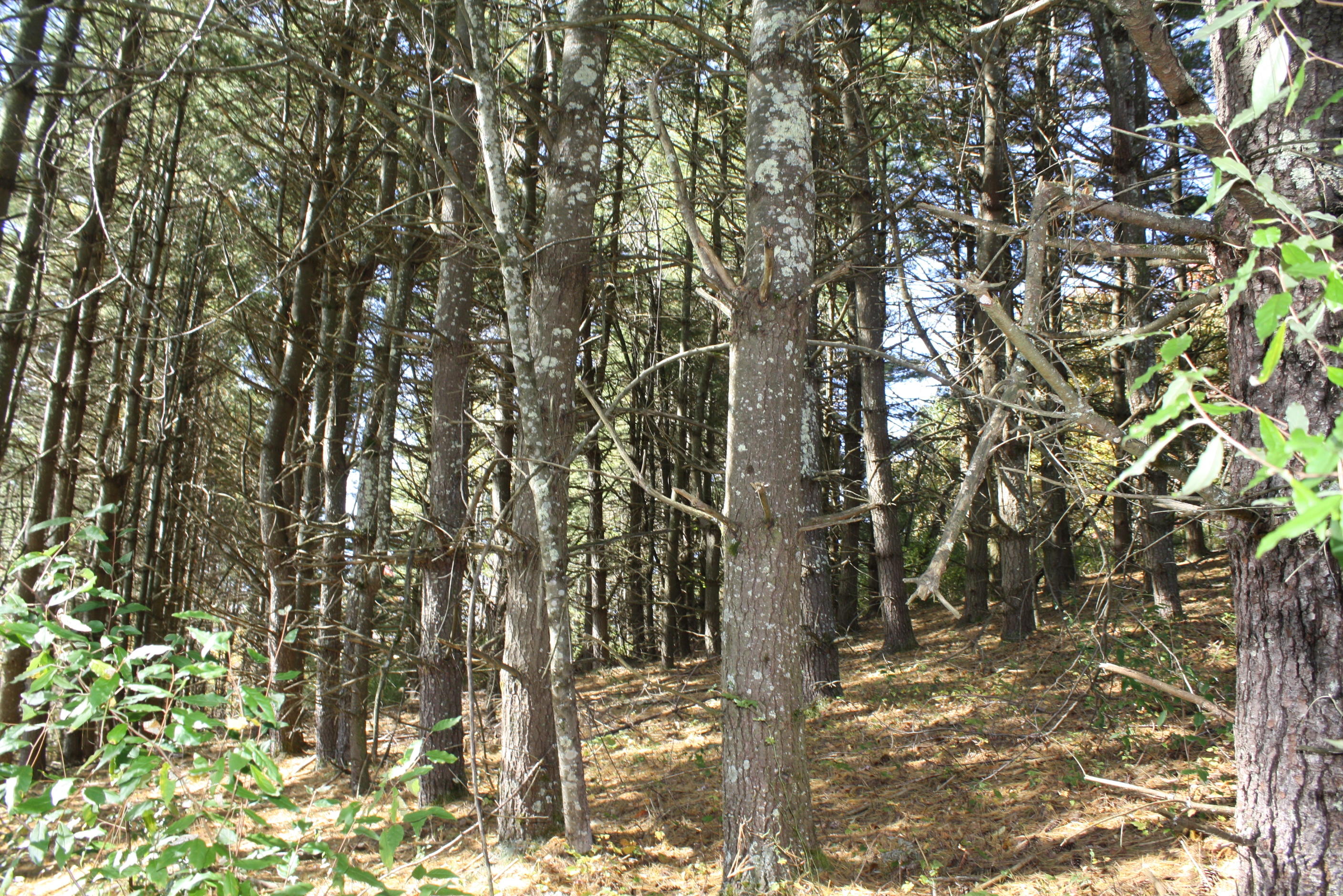 Beech Run Road Jumping Branch, WV 25969 - Photo 13 of 45 Gallery Image 13
