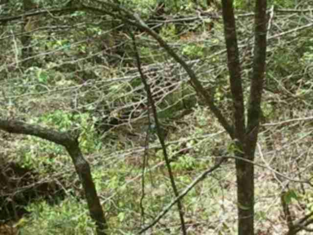 648 Little Crowe Creek Road Pickens, SC 29671 - Photo 7 of 8 Gallery Image 7