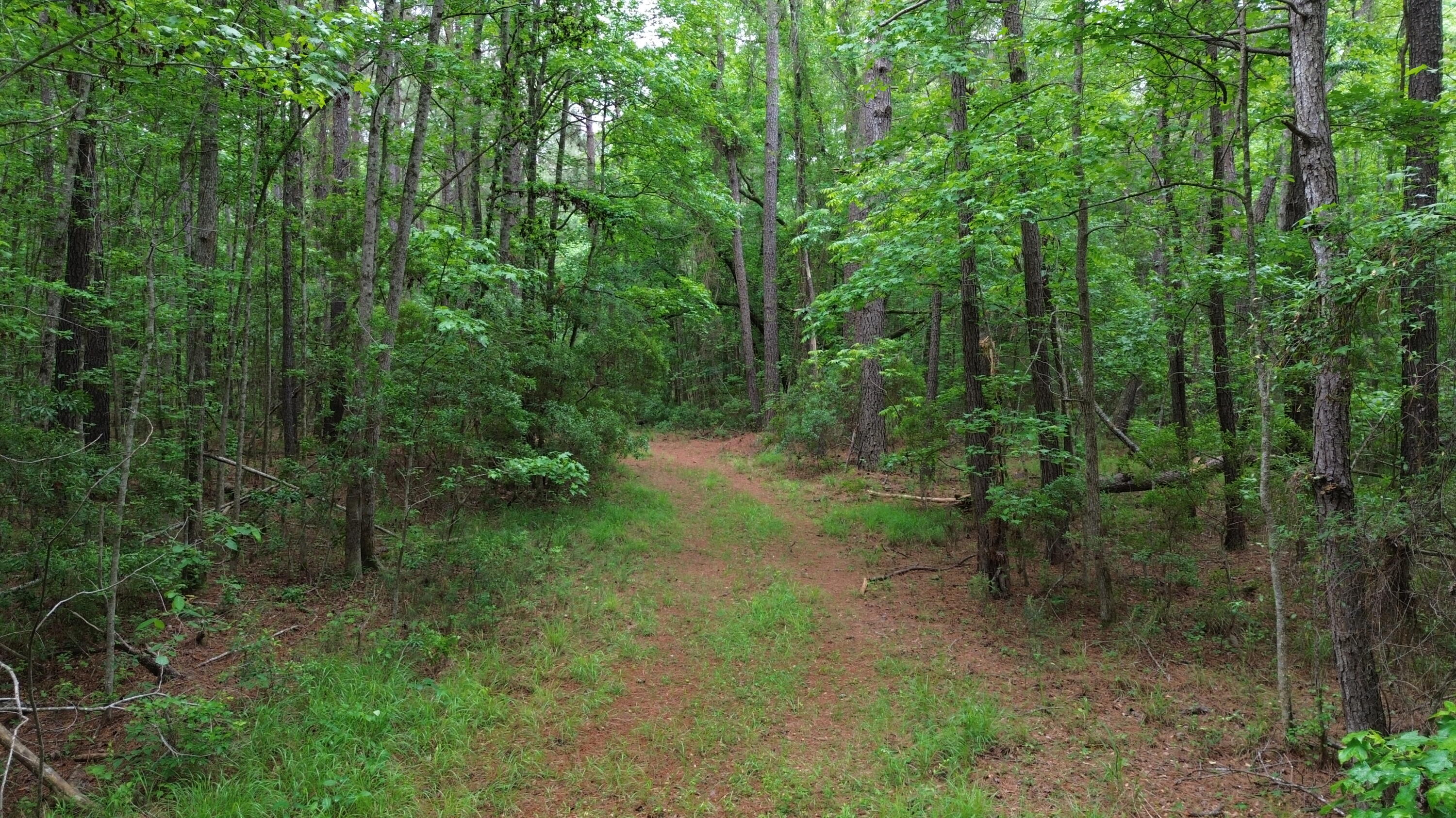 0 Pineview Farm Rd Lane Lane, SC 29564 - Photo 15 of 18 DJI_0343
