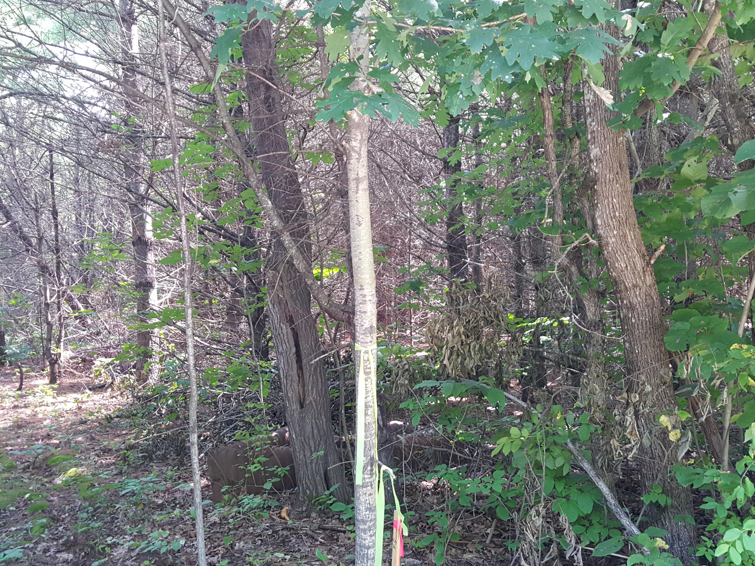 Lot#10 Harrison Road Naples, ME 04055 - Photo 8 of 13 20240807_120905
