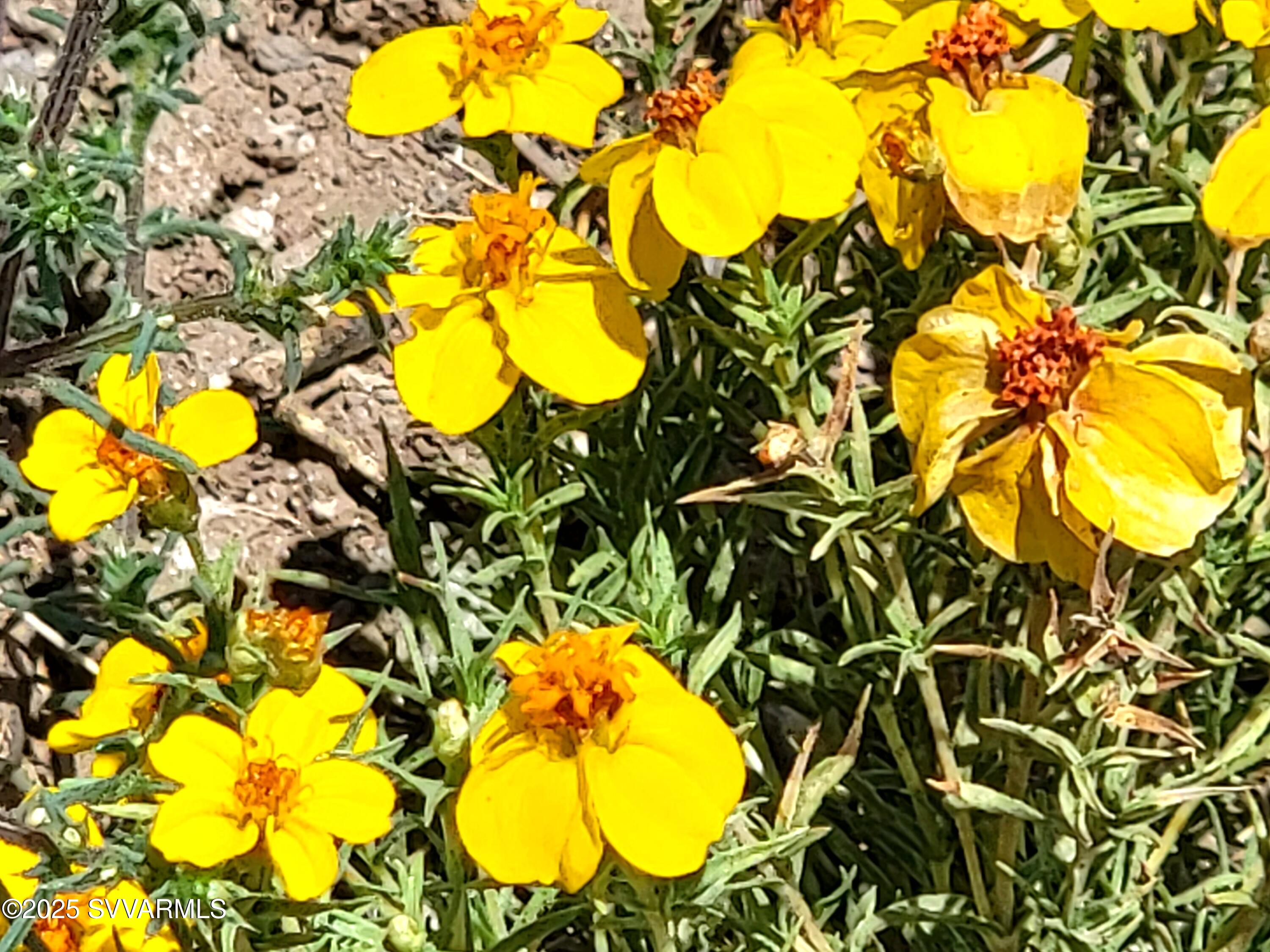 2179 West Critter Pass Road Williams, AZ 86046 - Photo 30 of 34 a view of a swimming pool
