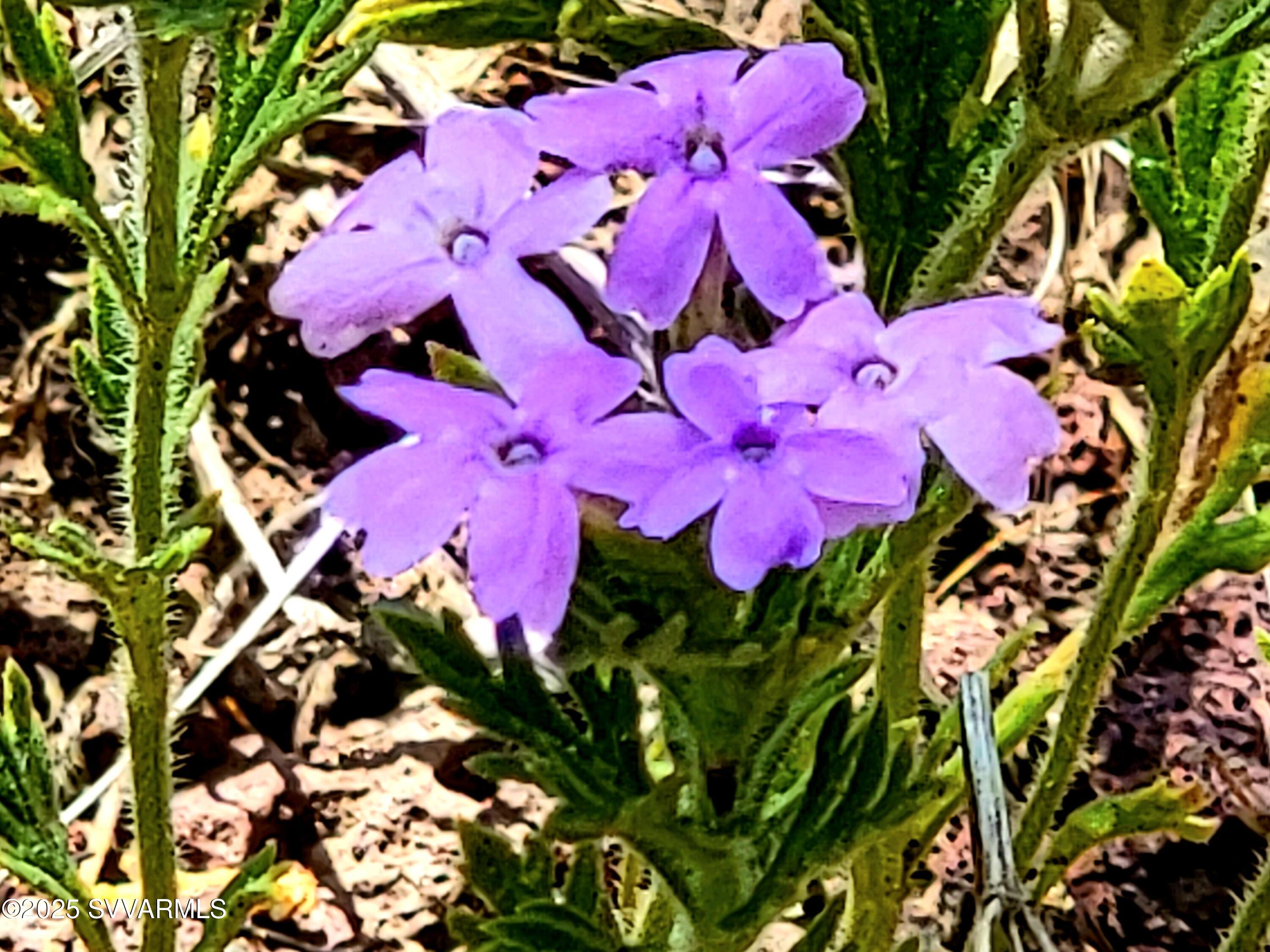 2179 West Critter Pass Road Williams, AZ 86046 - Photo 32 of 34