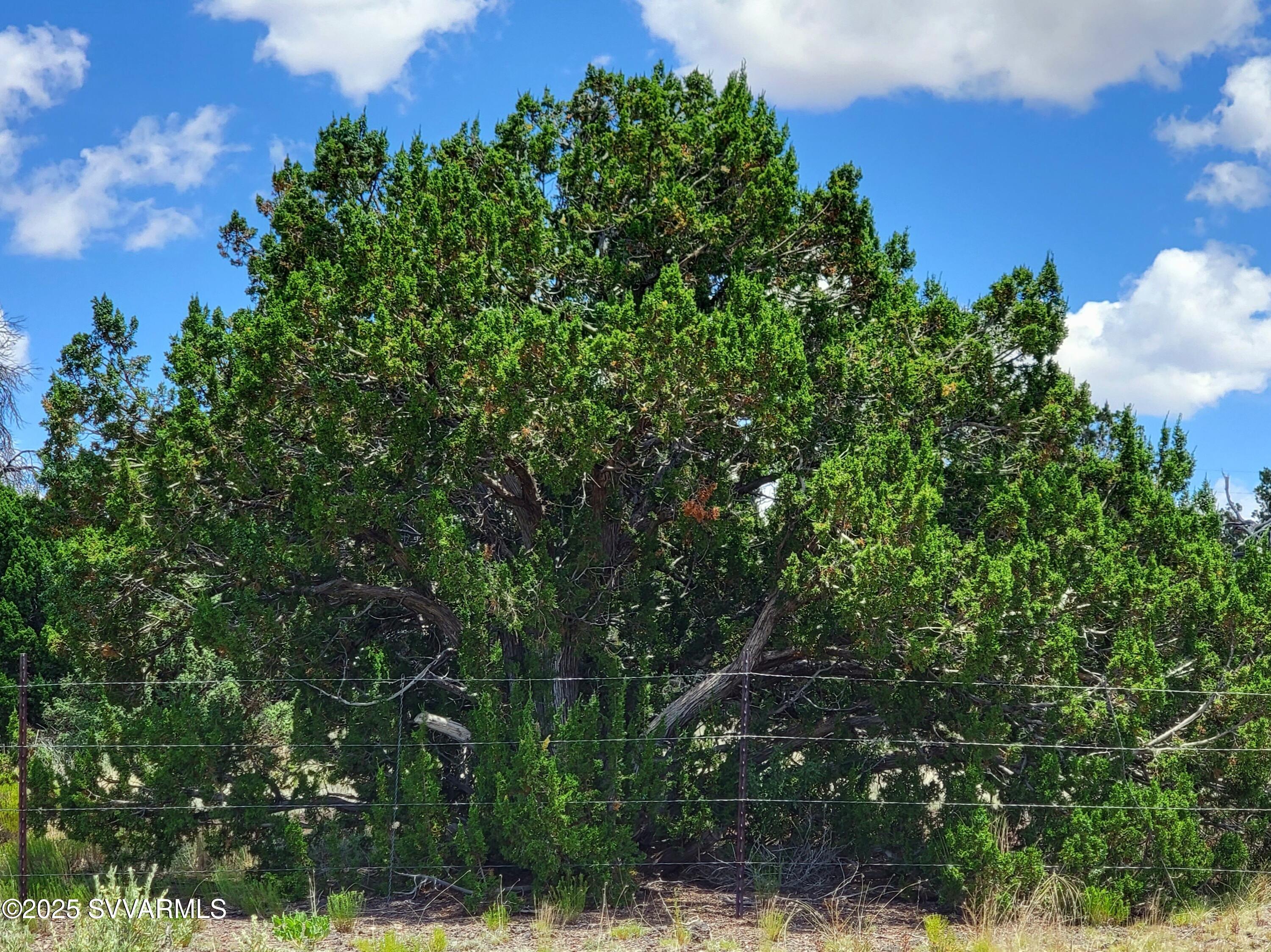 2179 West Critter Pass Road Williams, AZ 86046 - Photo 33 of 34 a view of a tree with a tree in front of it