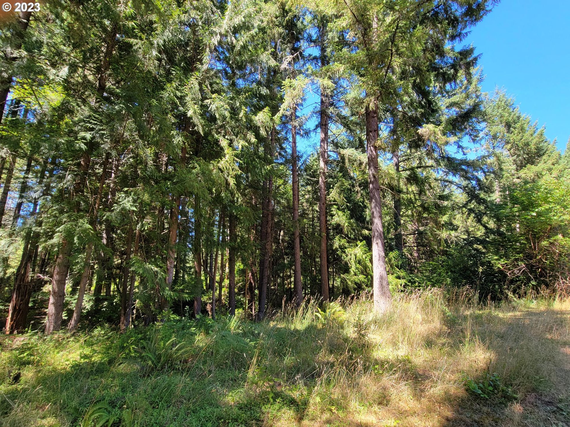 1080 Burma Road Camas Valley, OR 97416 - Photo 25 of 29 a view of outdoor space and trees