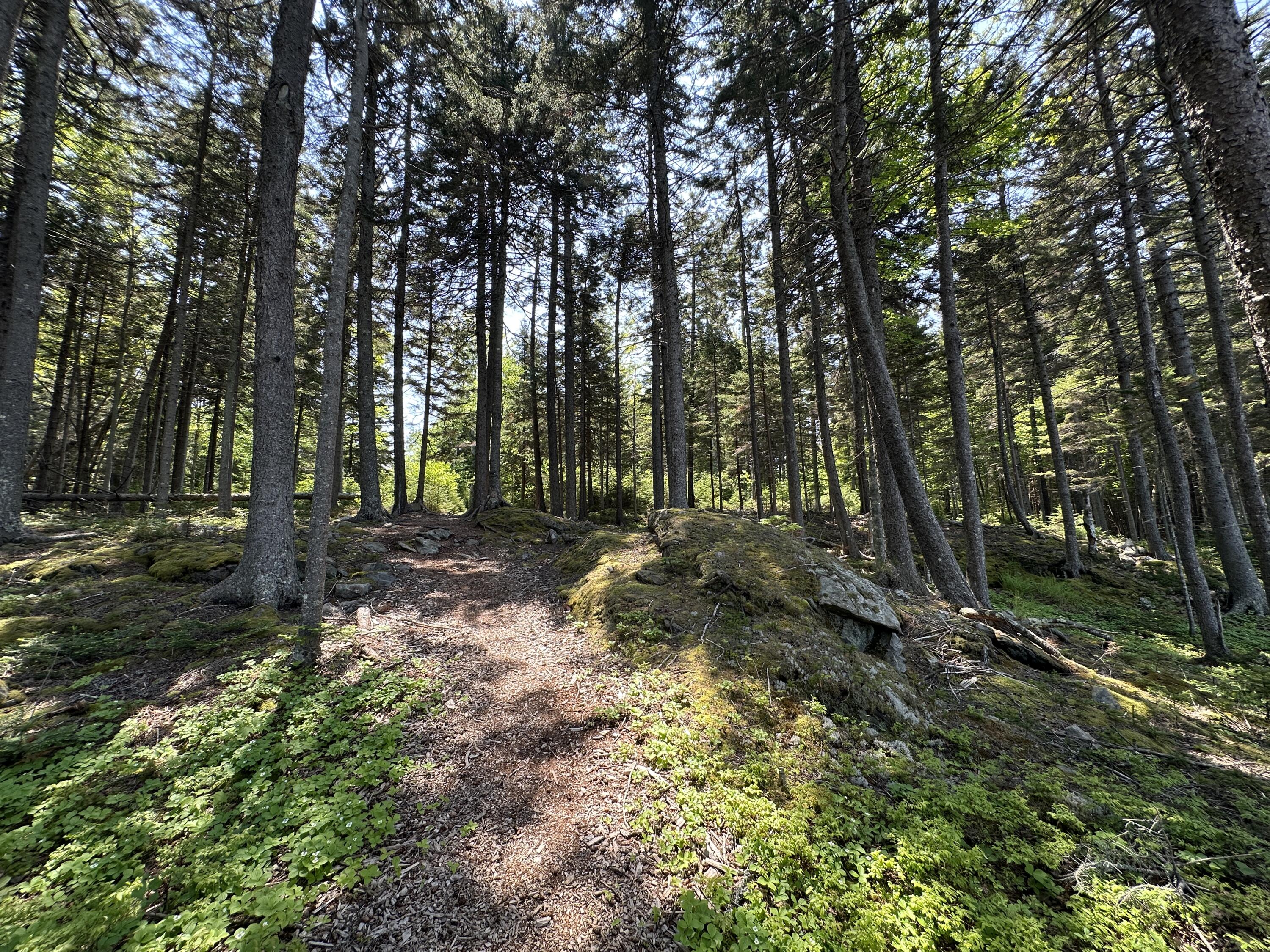 Lot 5 Waymouth Road Tenants Harbor, ME 04860 - Photo 22 of 56 Common Area-Path from Shore