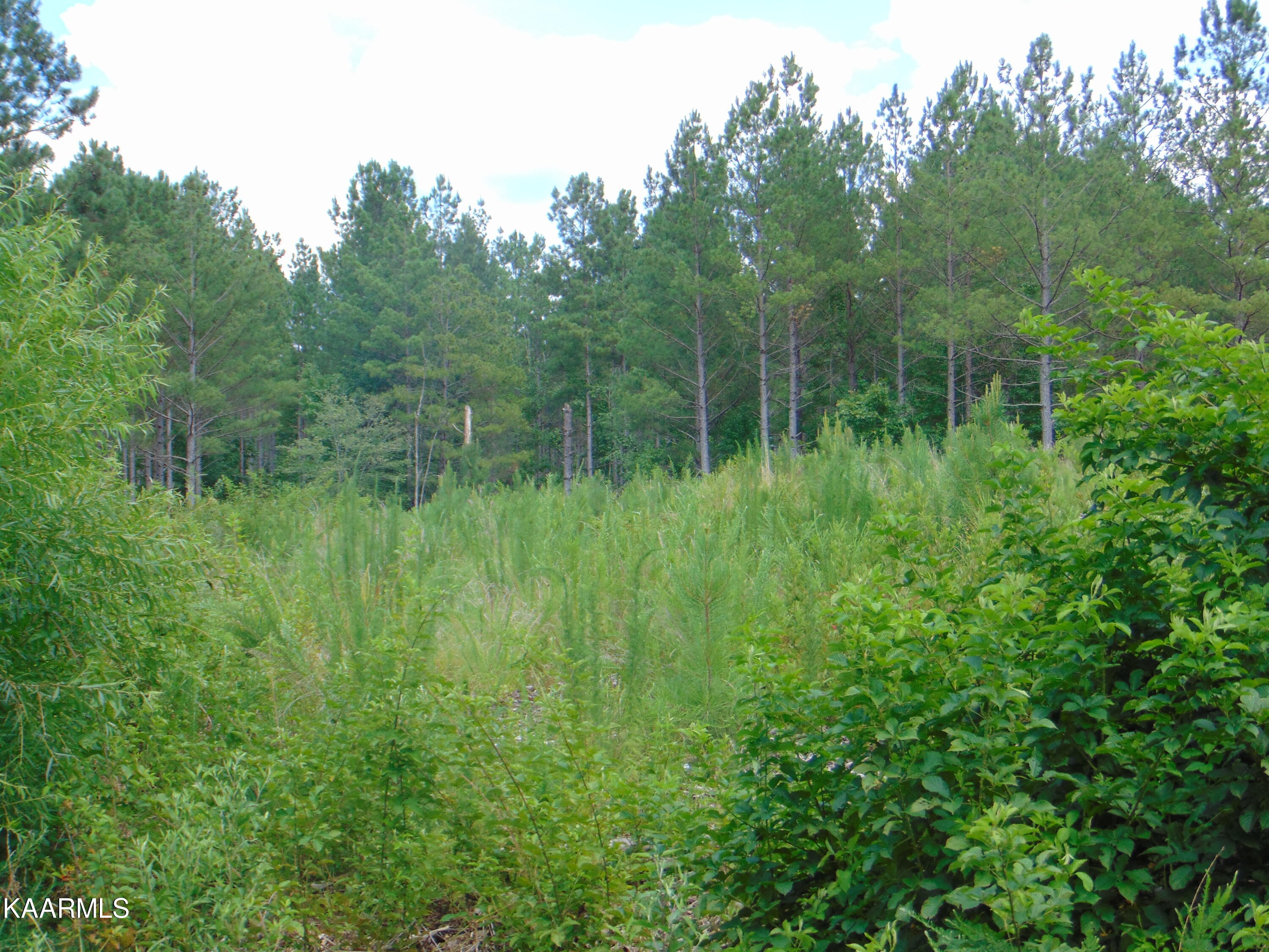 2 B Chattem Road Decatur, TN 37322 - Photo 4 of 6 TR 2B Chattem 4