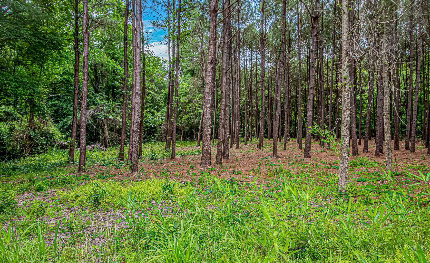 0 Millers Road Mullins, SC 29574 - Photo 9 of 16