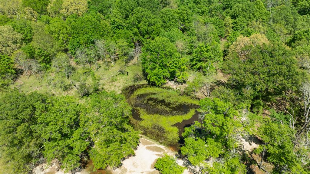 0 County Road 2356 Detroit, TX 75436 - Photo 13 of 27 a view of a lush green forest