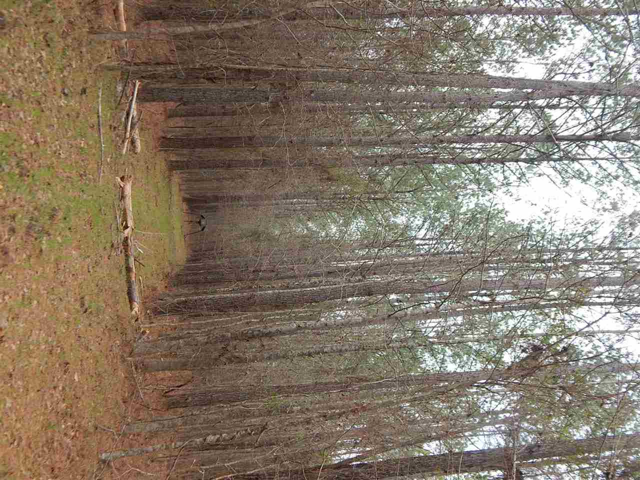 0 Swamp Road Pickens, MS 39146 - Photo 7 of 34 Photo 8