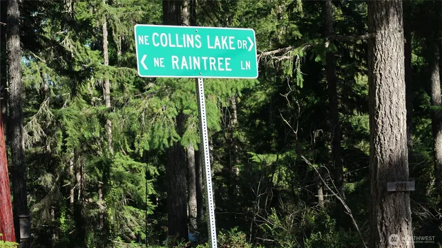 a view of a yard with plants and large trees