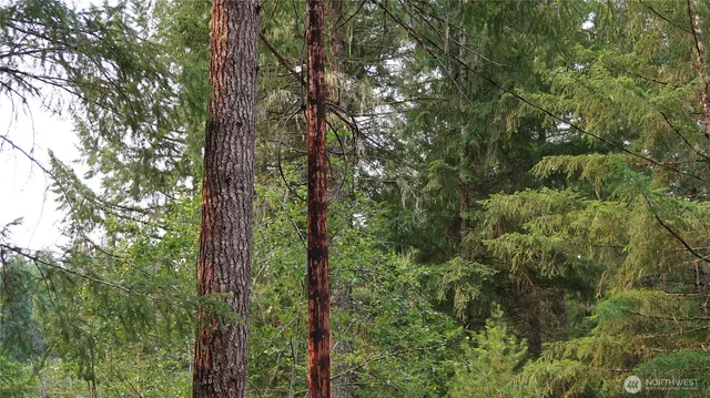 a view of a forest with trees