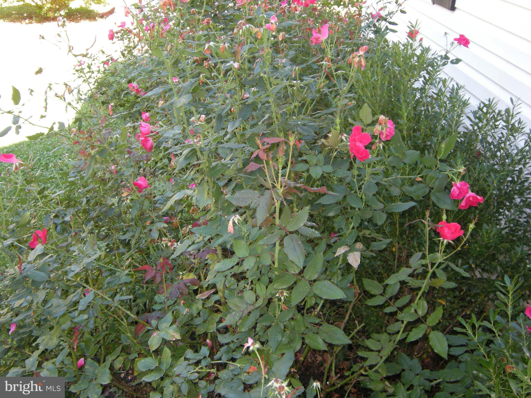 5147 Chalk Point Road West River, MD 20778 - Photo 23 of 28 Roses