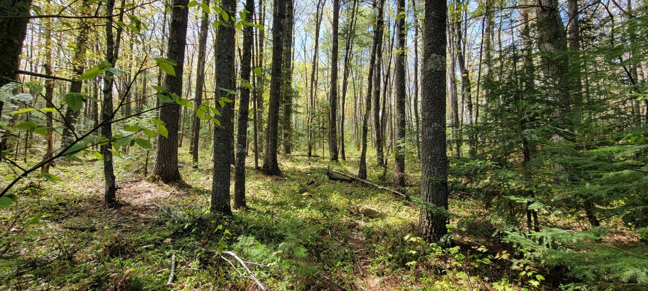 Off Witches Lake Road, Unit LOT 4 Woodruff, WI 54568 - Photo 3 of 39 Gallery Image 3