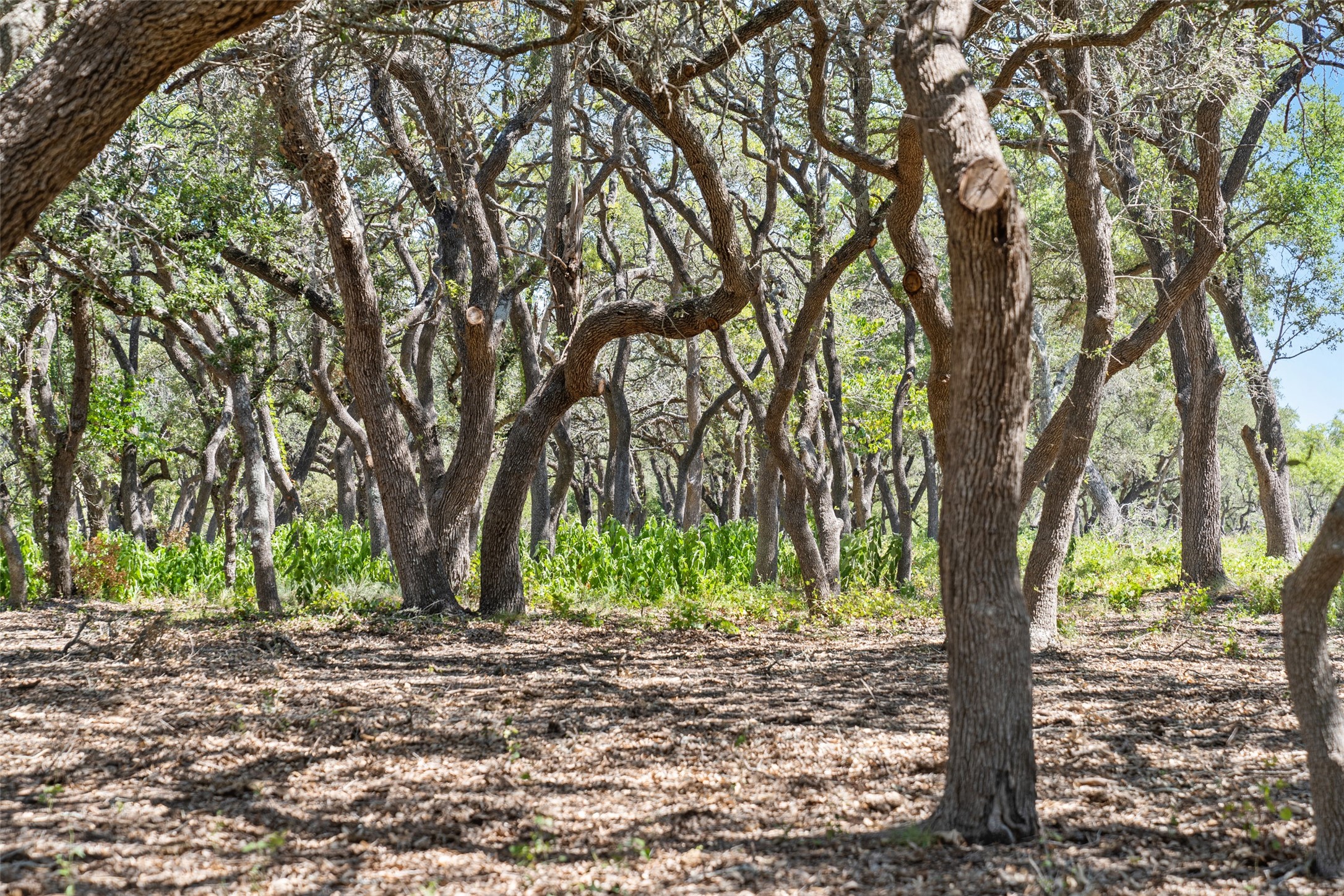 12 Lewdele Lane Blanco, TX 78606 - Photo 12 of 14
